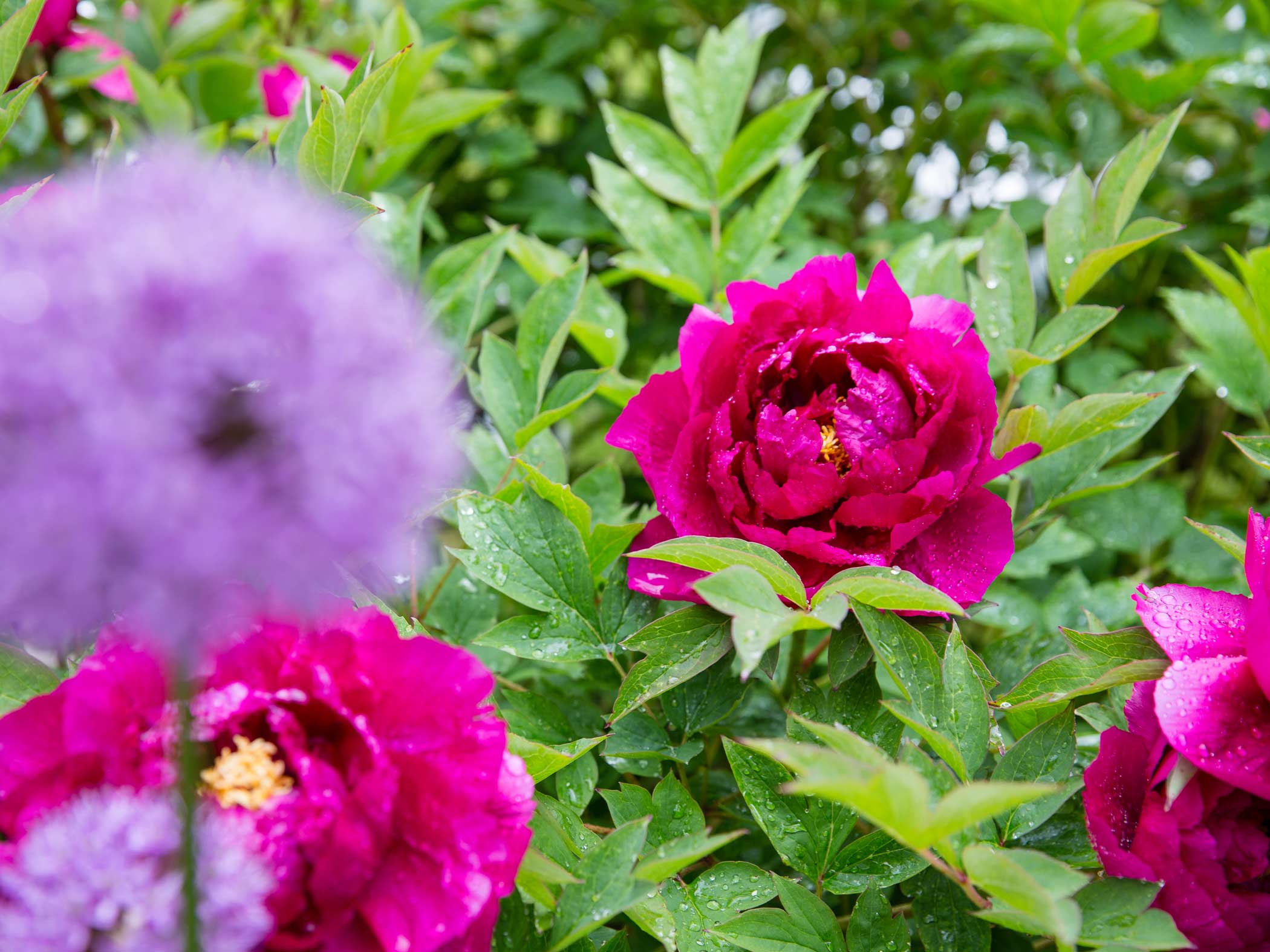 Rosa pioner i blom med regndroppar bland grönska i trädgård.