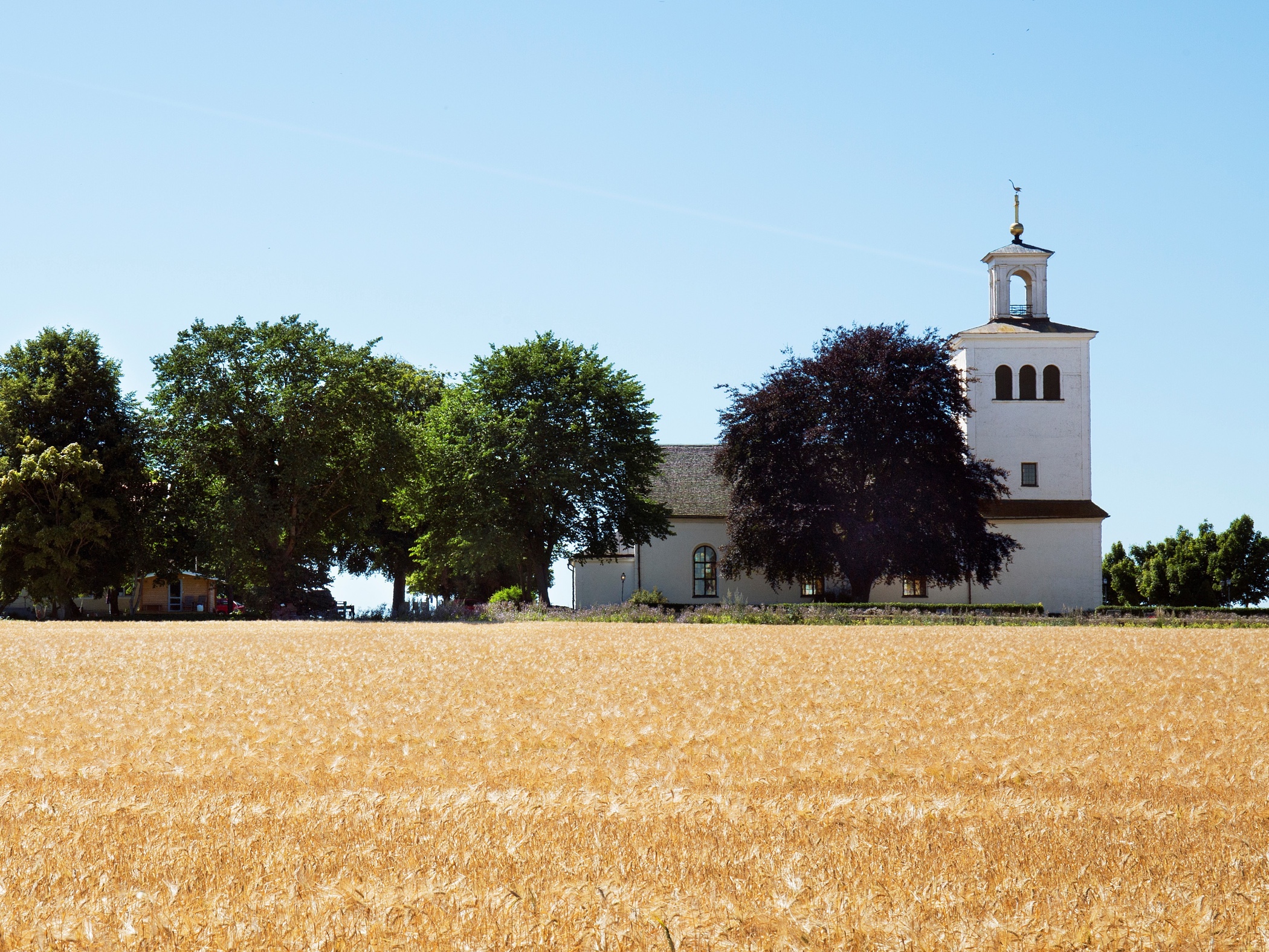 En vit kyrka vid ett fält av moget sädesslag under en klarblå himmel.