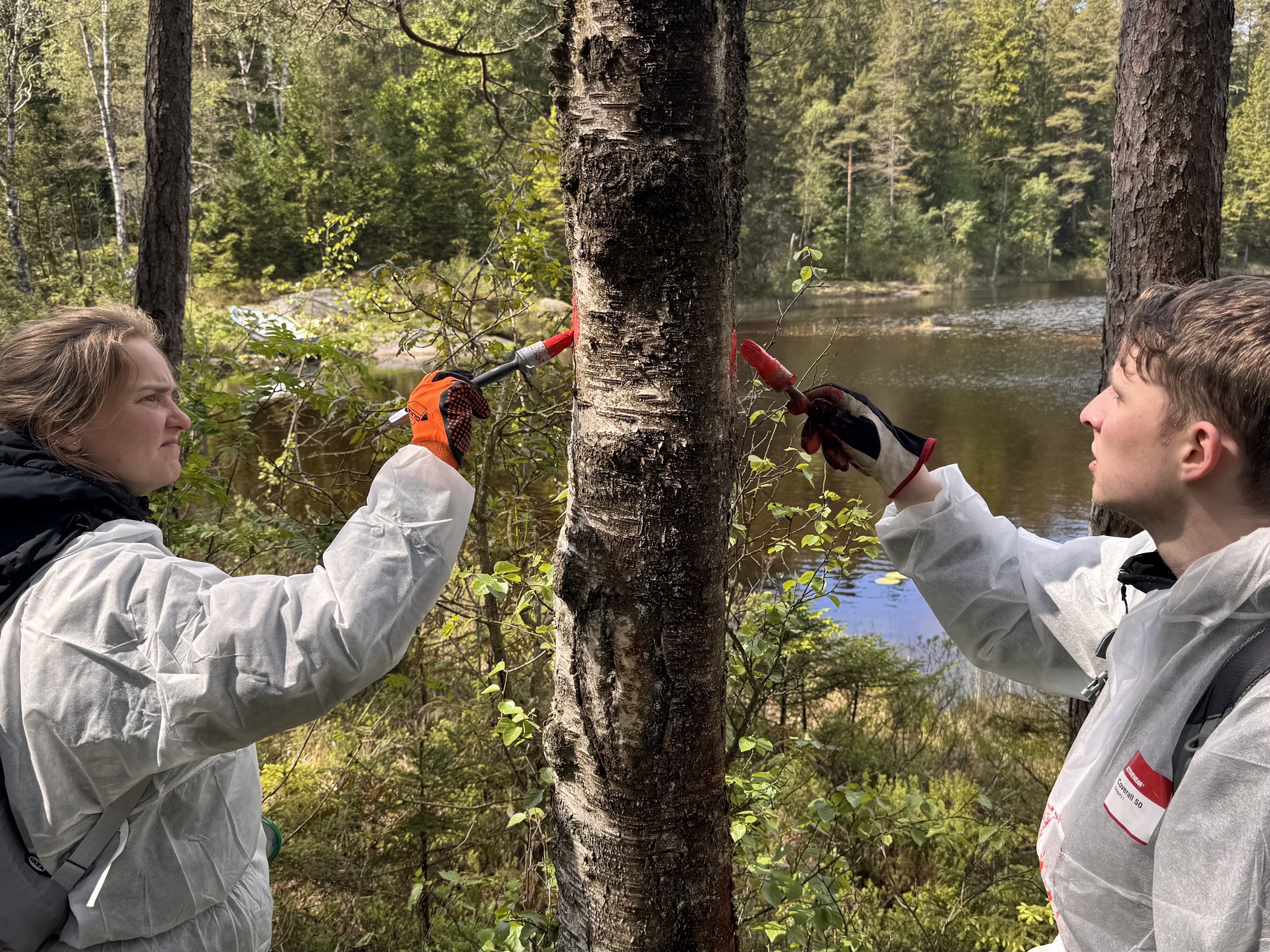 Två personer markerar ett träd med rödfärg vid en vandringsled i skogen.
