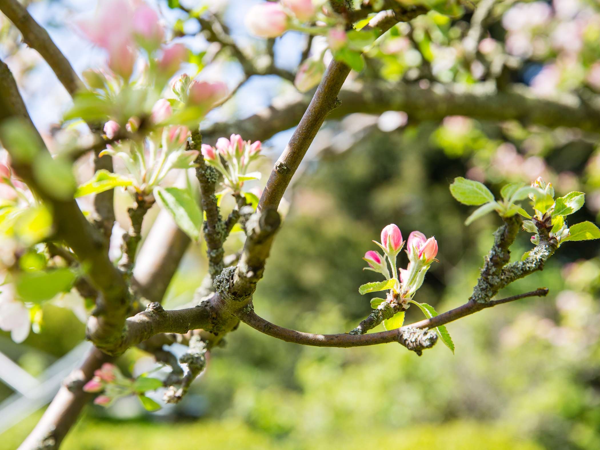 Knoppar på ett äppelträd i vårblomning.