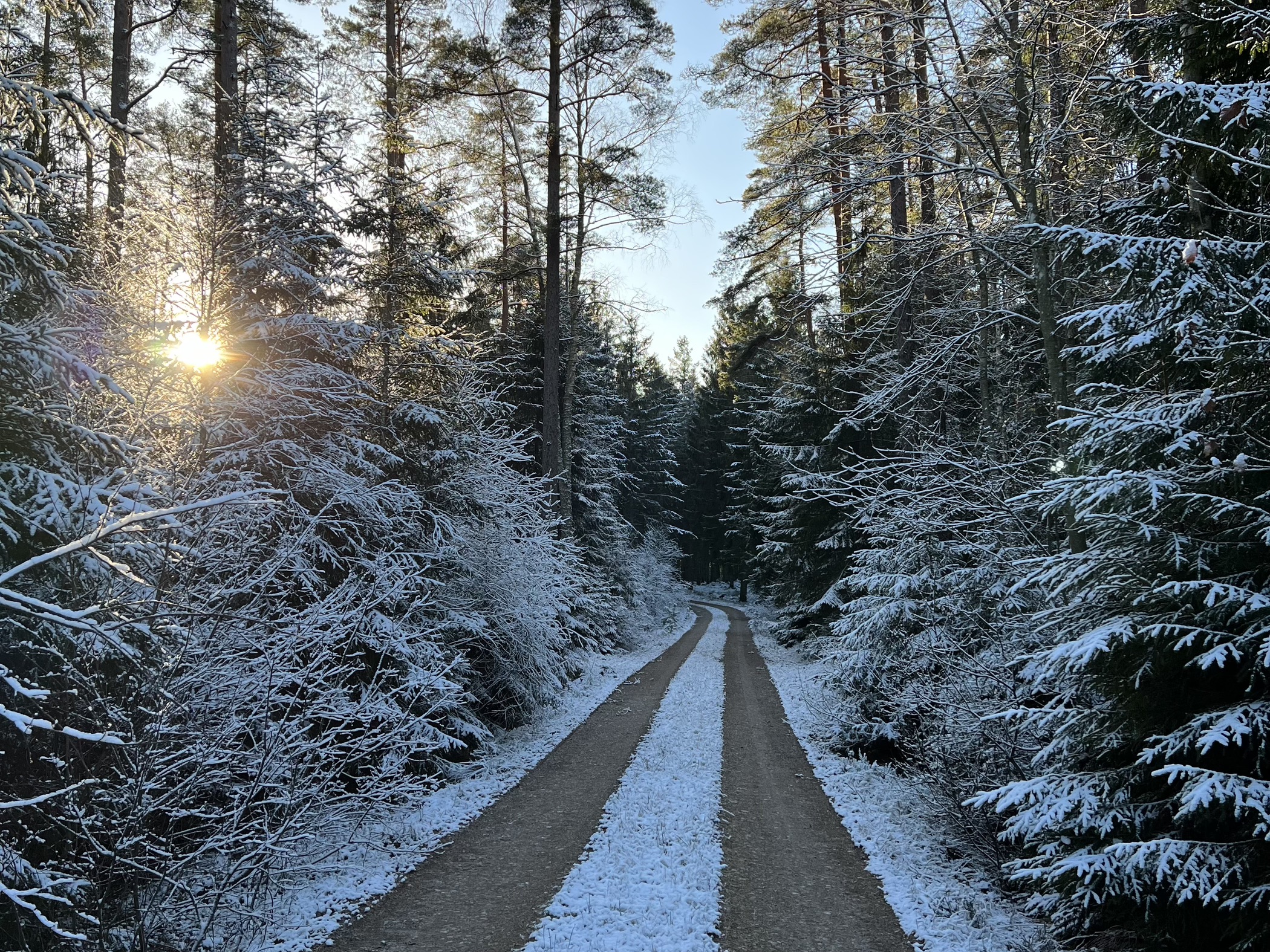 En snötäckt skogsväg omgiven av snöklädda träd med solen som skiner mellan grenarna.