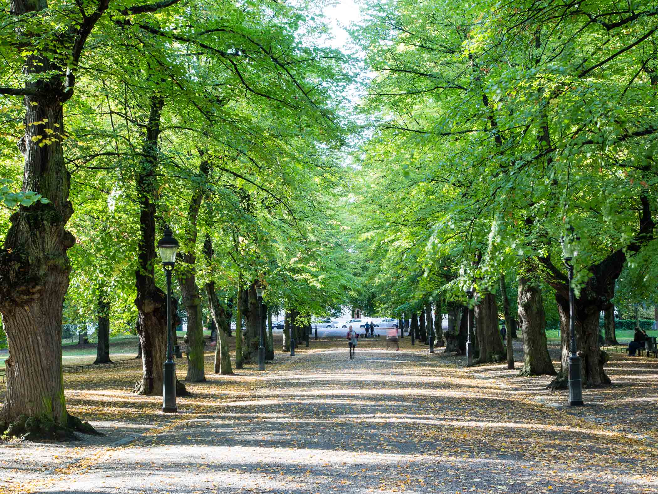 Trädkantad allé i en grönskande park under vår eller sommar. 