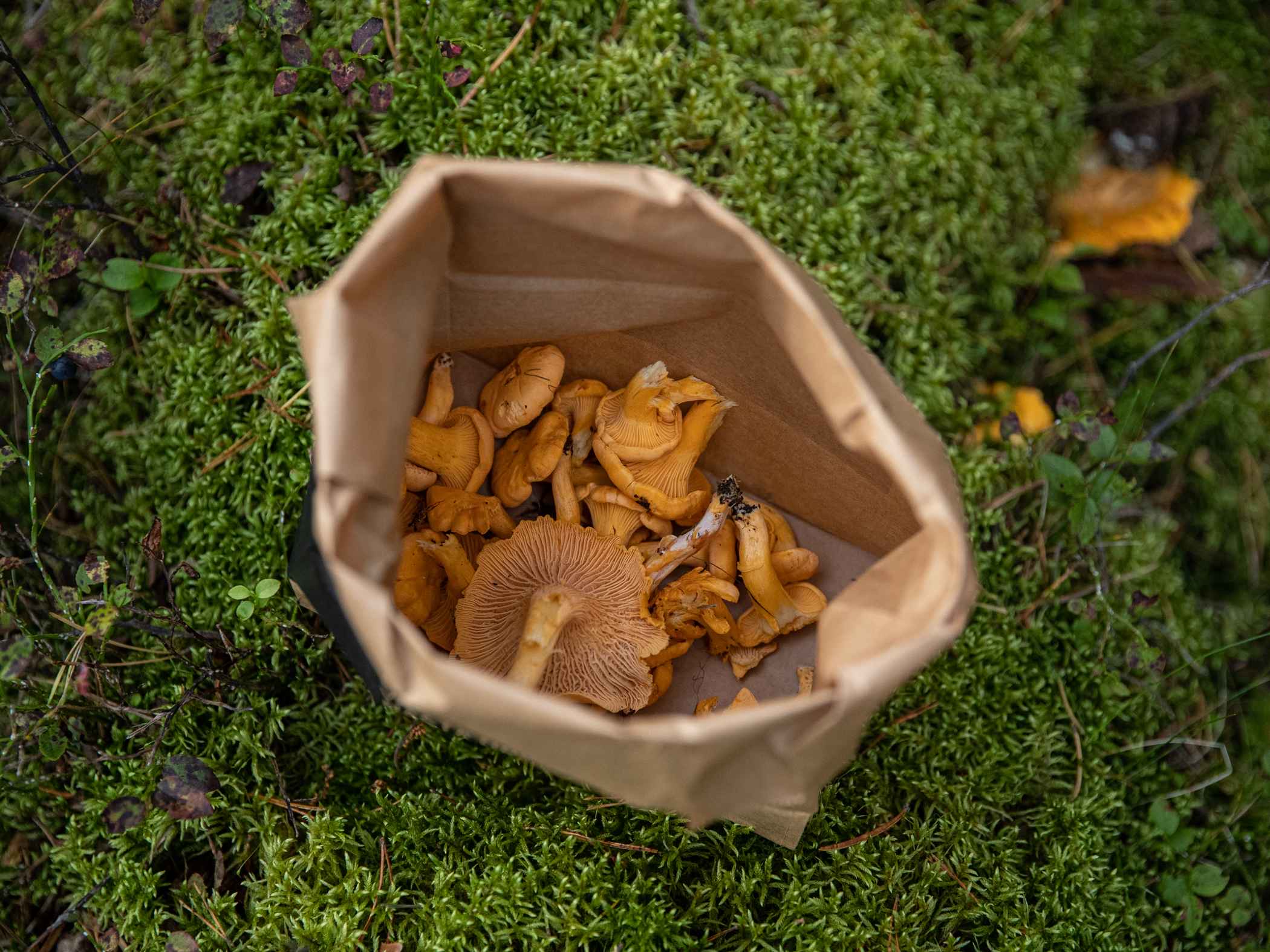 Kantareller i en brun papperspåse placerad på grön mossa i skogen.