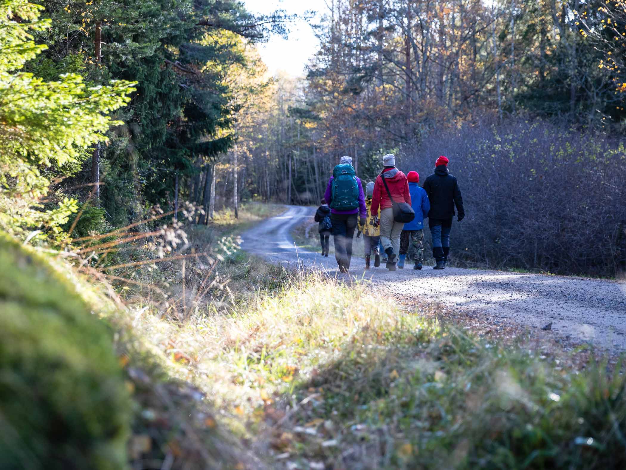 En grupp promenerar på en grusväg genom ett skogsområde i mjukt höstljus.