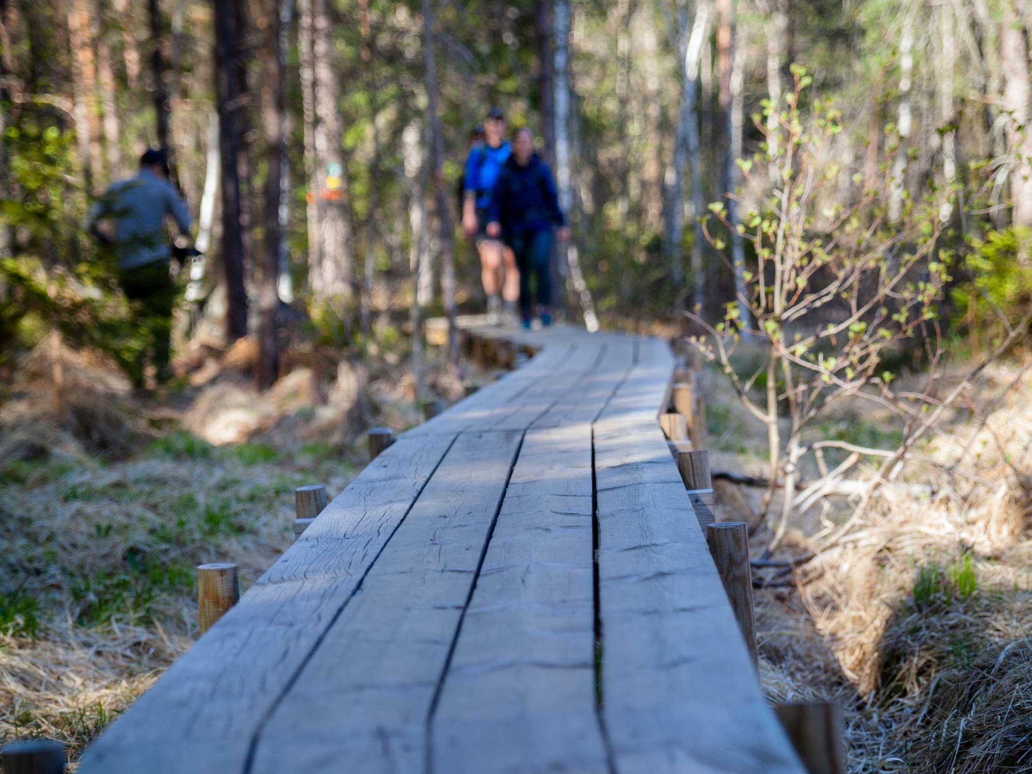 Träspång leder genom skog där personer vandrar i bakgrunden.