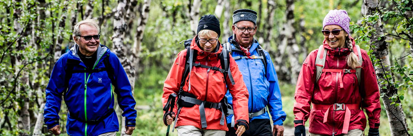  Grupp äldre vandrare i björkskog längs Kungsleden 