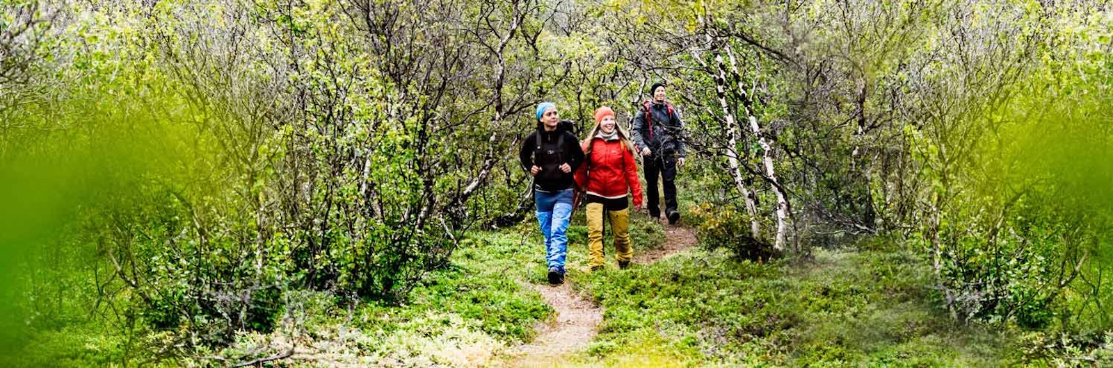 Tre vandrare i Björkskog längs Kungsleden