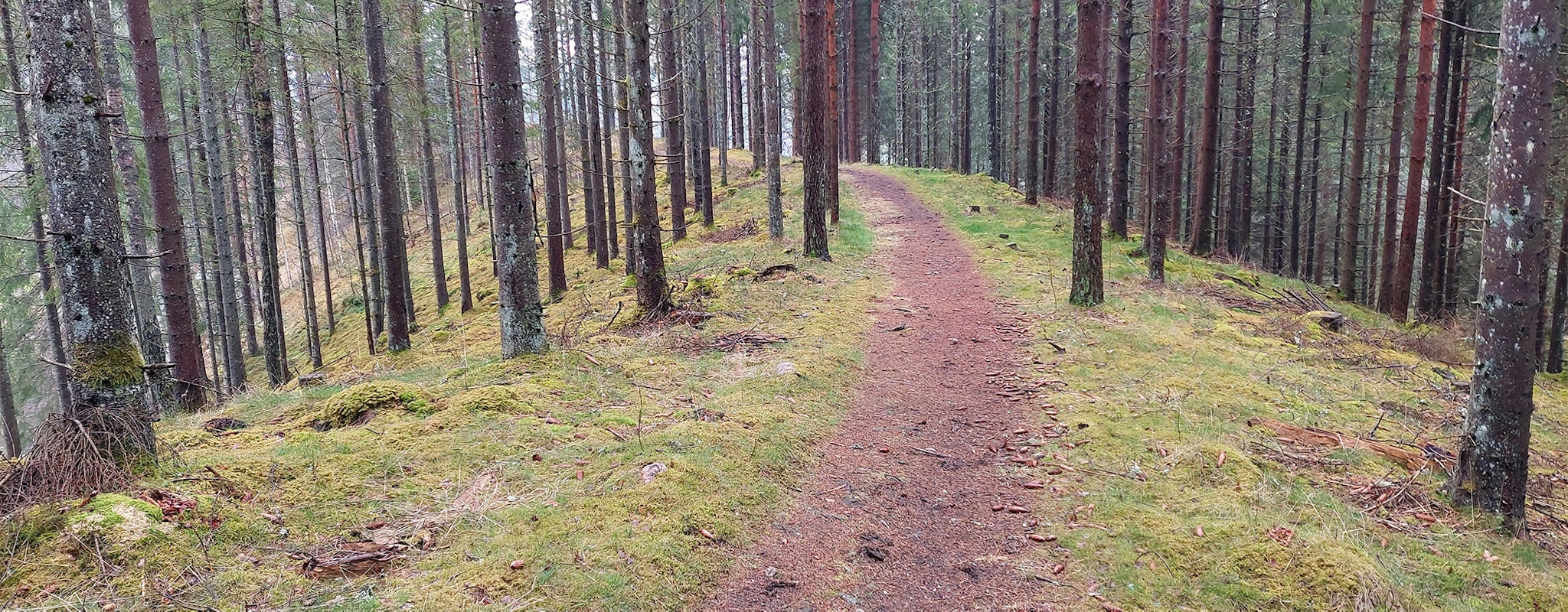 Stig i skog.
