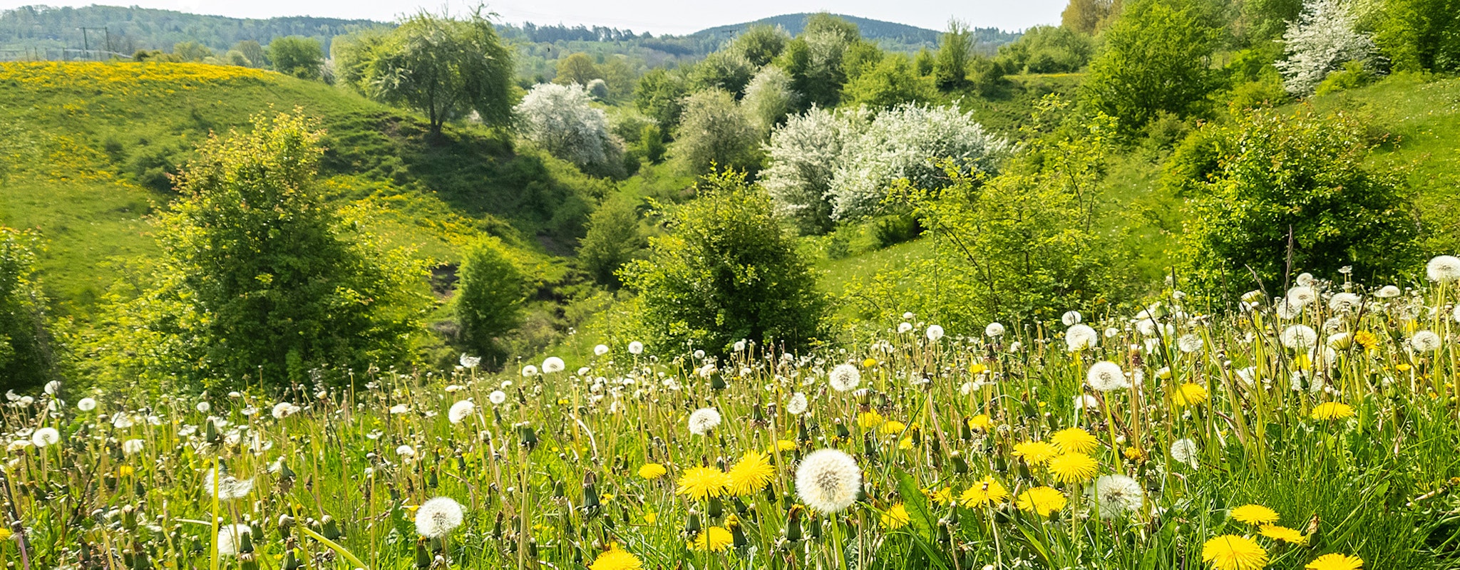 Blommande sommaräng.