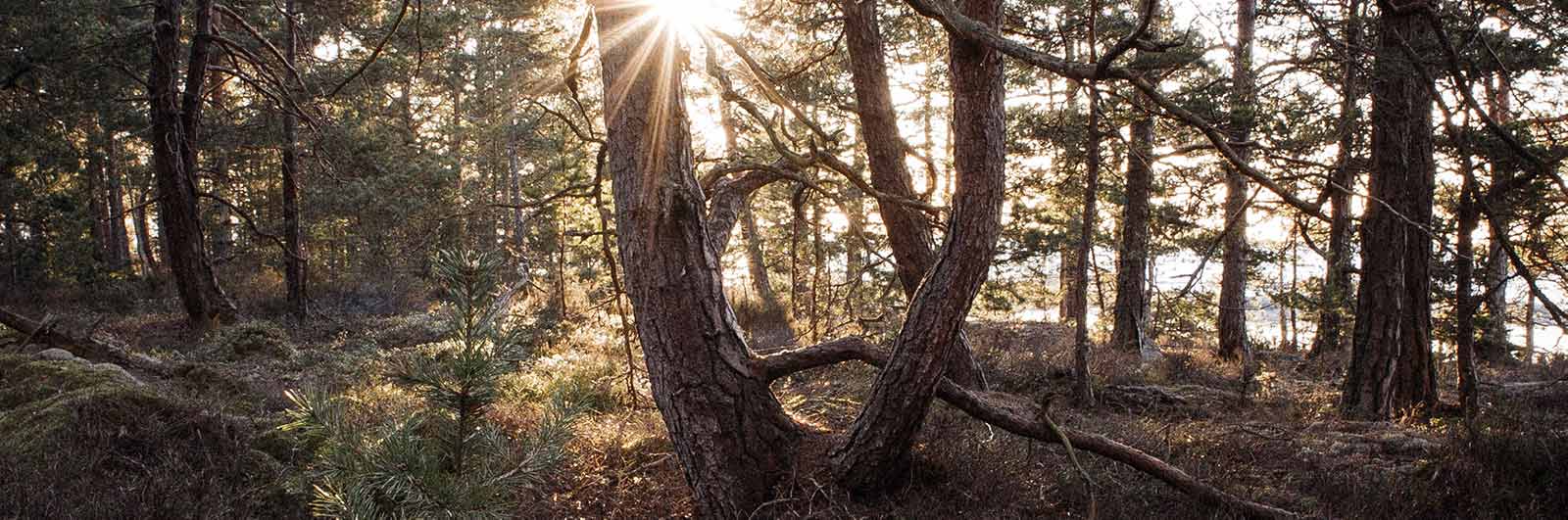Solljus genom skogen på signaturled Värmland