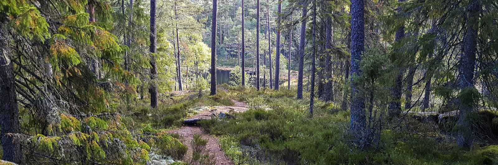 Djup skog vid signaturled Tiveden