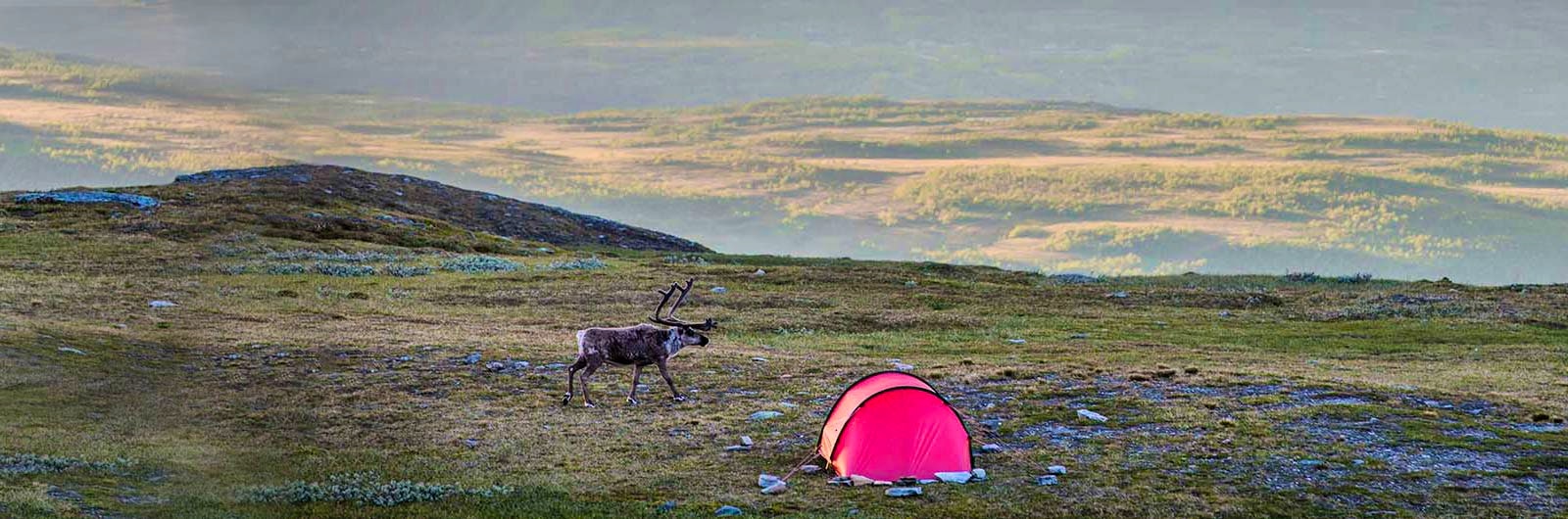 Ren intill knallrosa tält i fjällen