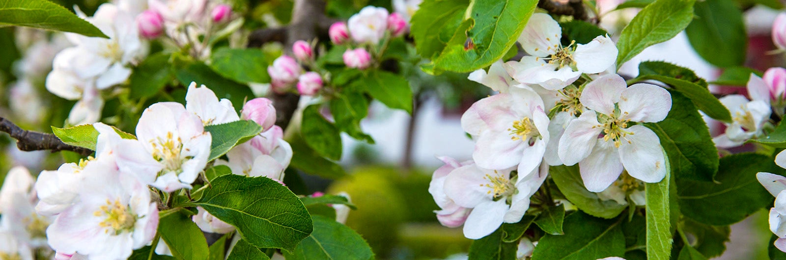 Rosavita blommor i närbild