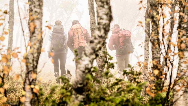 Tre vandrare i björkskog och dimma