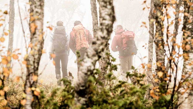 Tre vandrare i björkskog och dimma