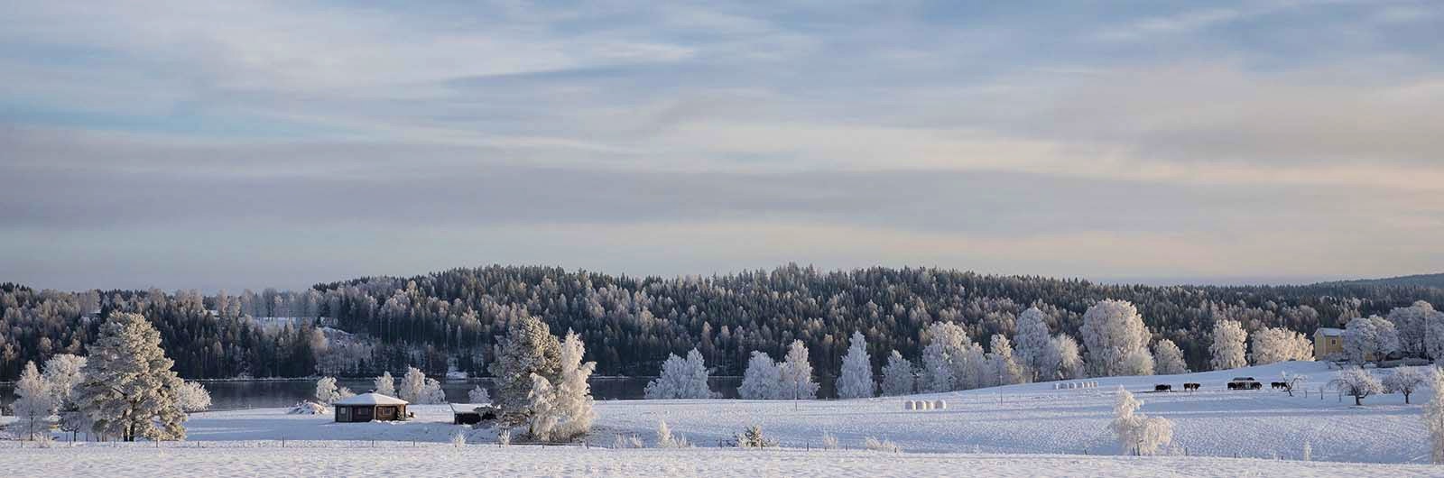 Vinterlandskap