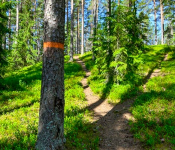 Ostkustledens ledmarkering