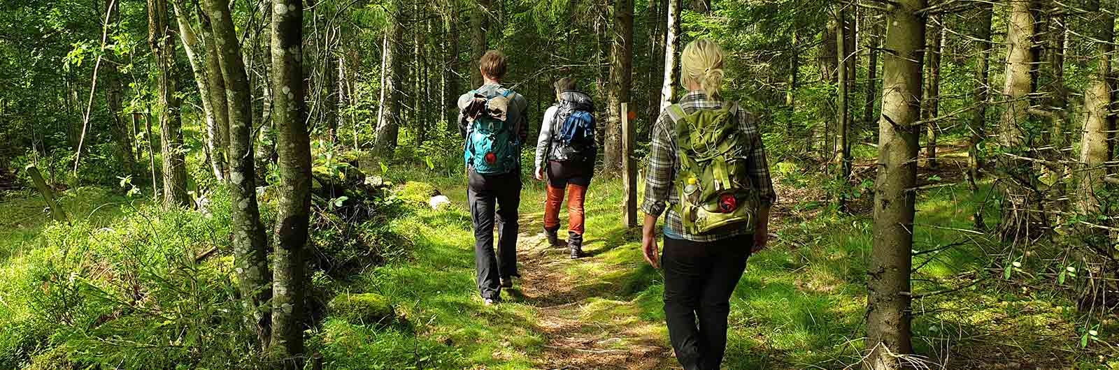 Tre personer vandrar i skogen längs sjuhäradsleden