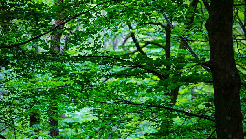 grönska i skog vid Bråtadal