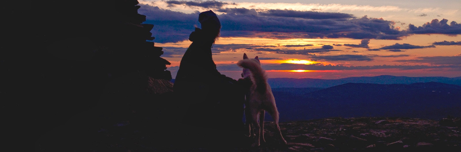 hund i solnedgång