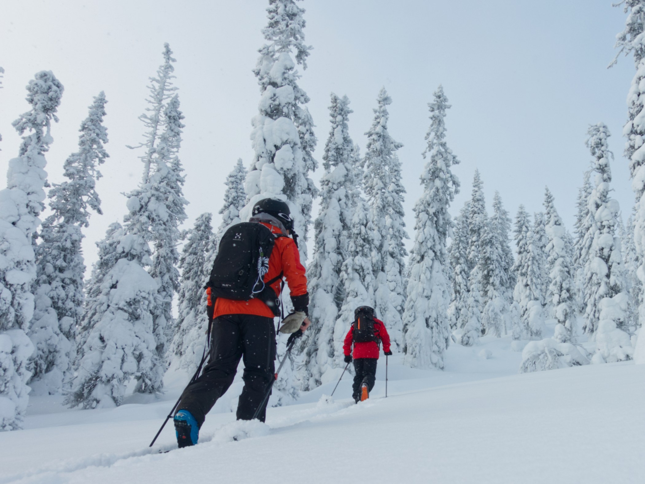 Två toppturare går uppför en backe med snötyngda granar.