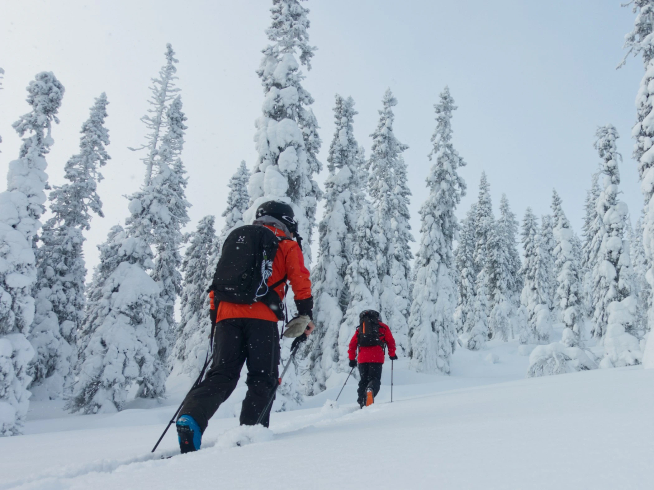 Två toppturare går uppför en backe med snötyngda granar.