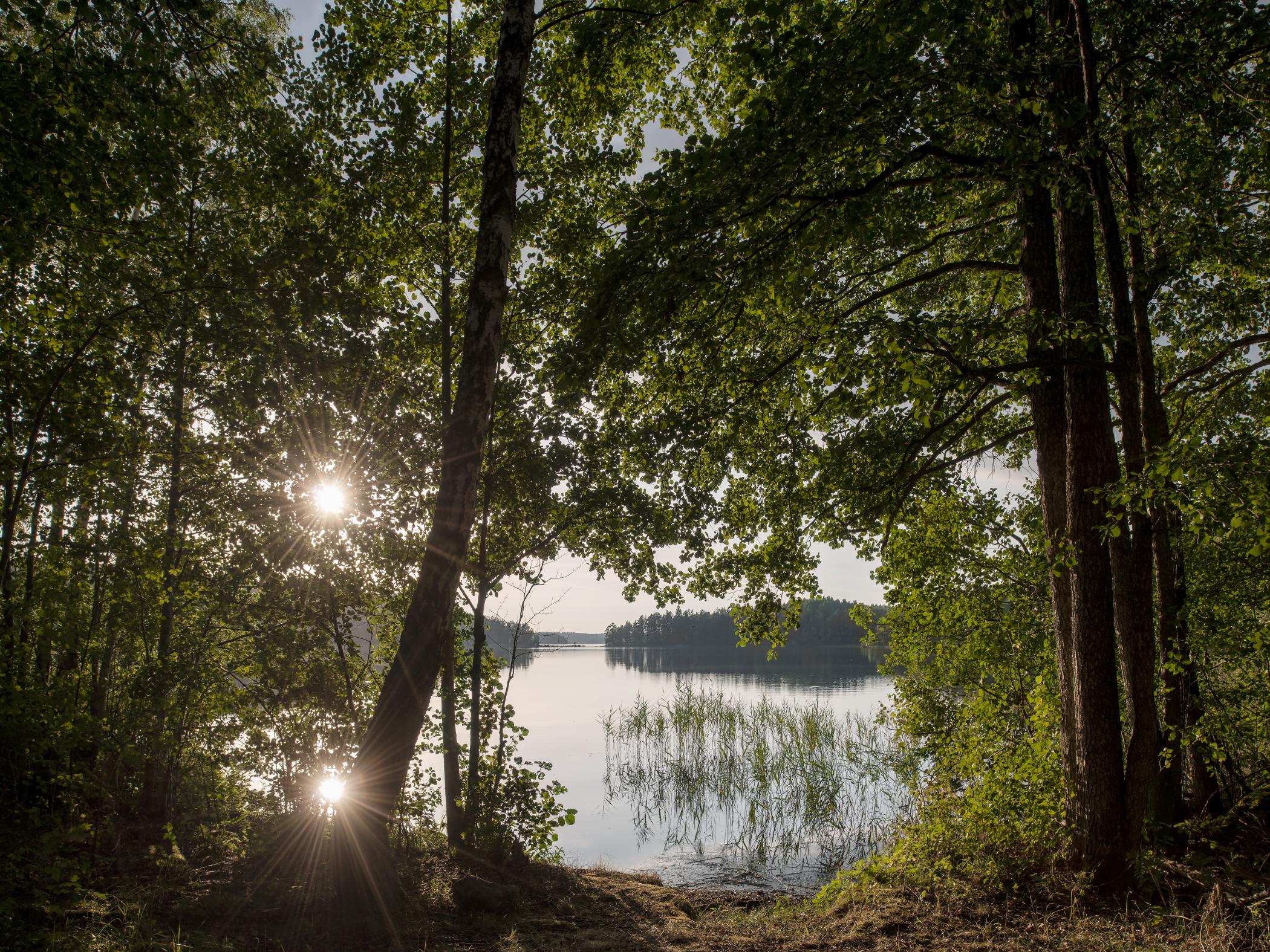 Utsikt över en sjö i en skog.