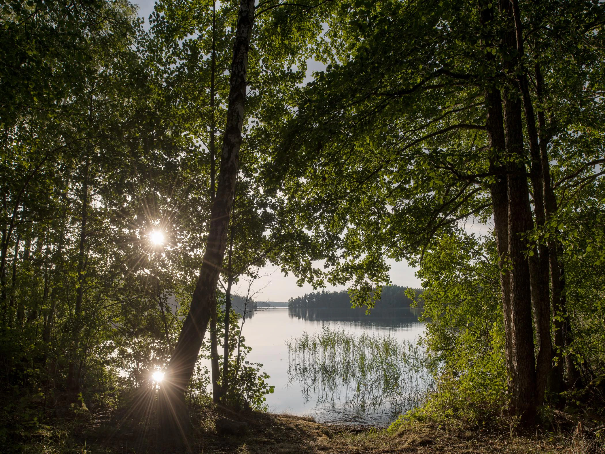 Utsikt över en sjö i en skog.
