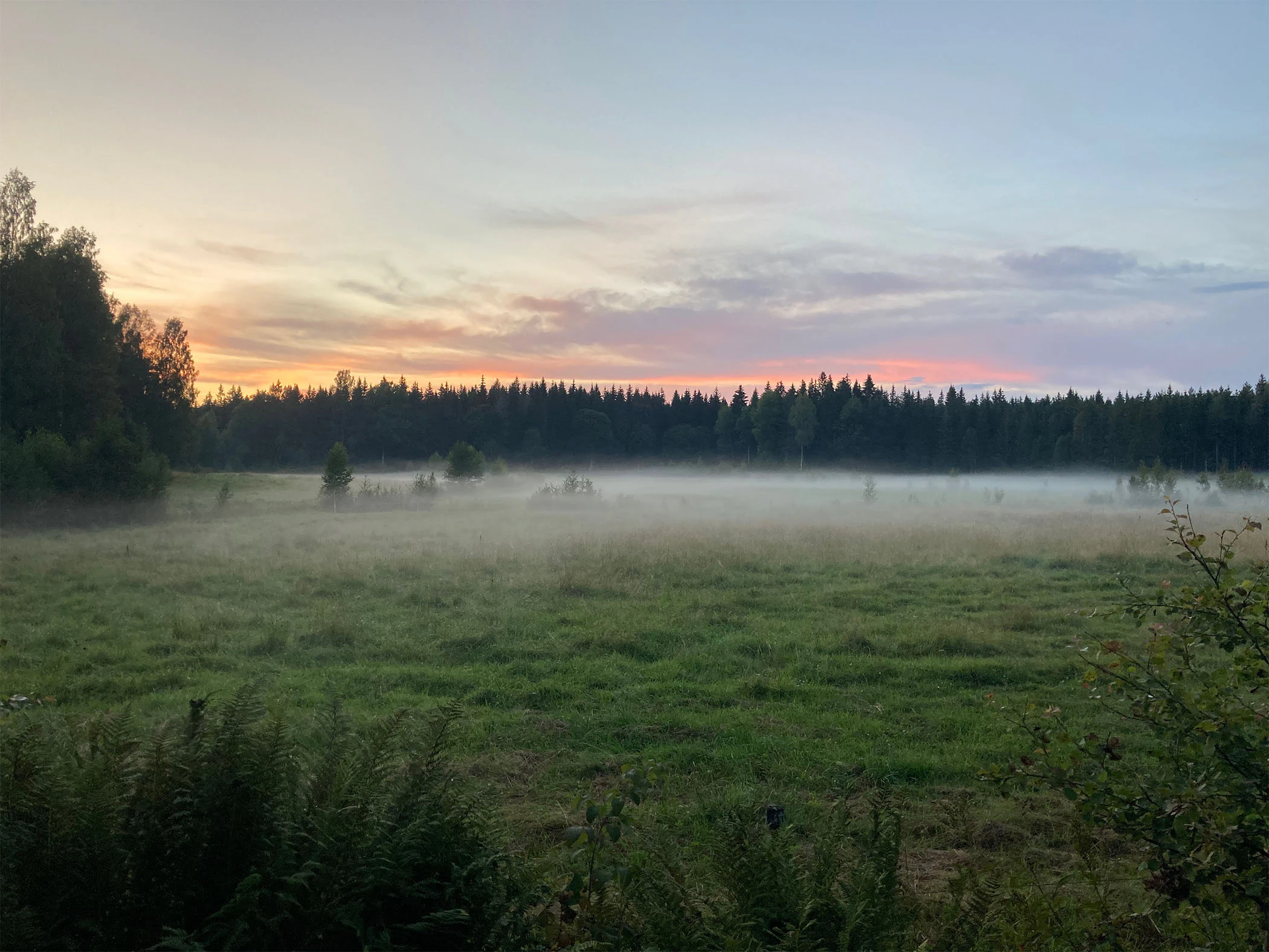 En äng i gryningen med morgondis.