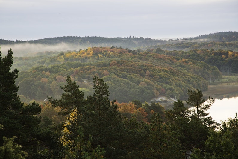 Utsikt över skogen i Gunneboskogarna längs Södra Bohusleden.