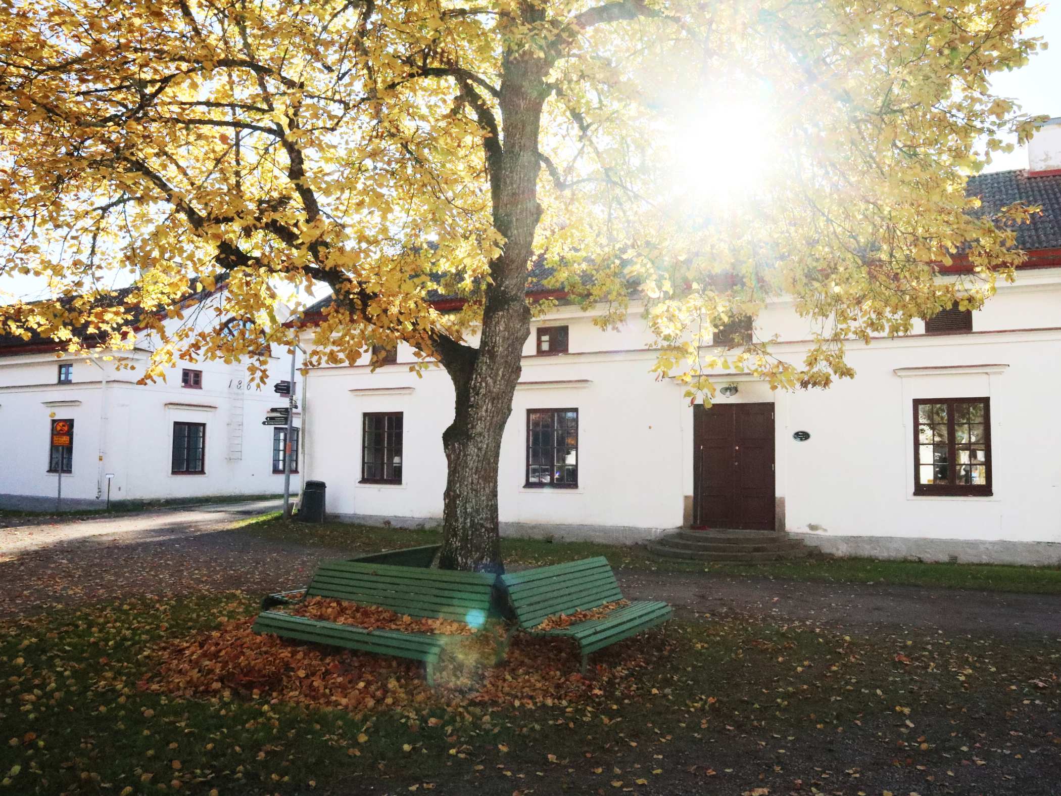 En solbelyst innergård med ett stort höstträd, fallna löv och vita historiska byggnader i bakgrunden.