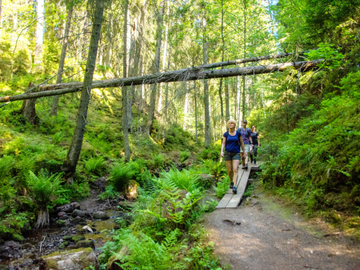 Tre personer vandrar under ett fallet träd i skogen.