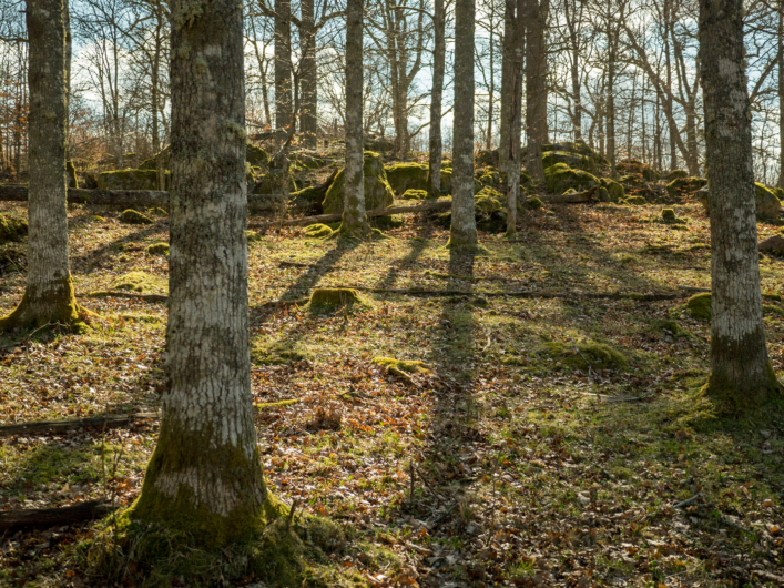 Skog.