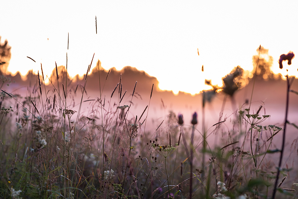 Äng med högt gräs och vilda blommor i soluppgångens dimma, mot en mjukt upplyst horisont.