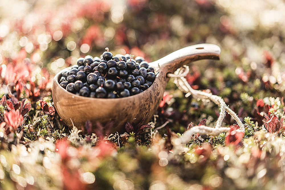 Träkåsa fylld med nyplockade blåbär, placerad på marken bland färgsprakande höstljung och mossa.