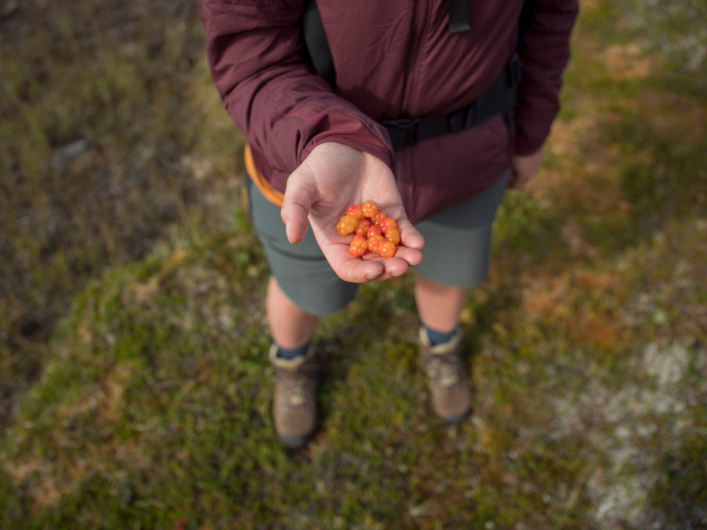 En person i vandringskläder håller hjortron i sin hand. 