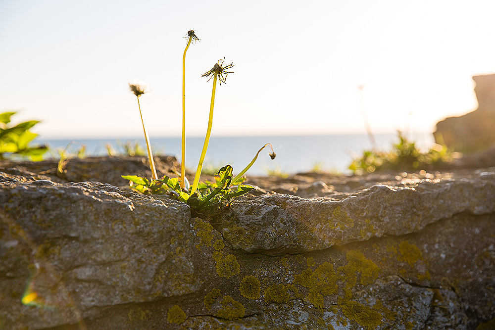 Maskrosor som tappat sina frön står kvar i en spricka i klippan, med havet och ett gyllene kvällsljus i bakgrunden.