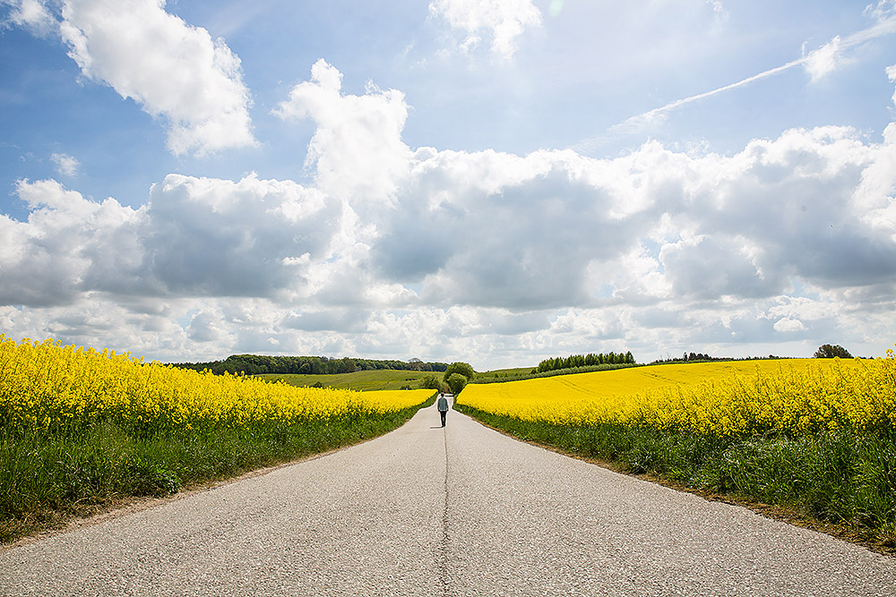 En person promenerar längs en landsväg som slingrar sig genom blommande rapsfält under en himmel fylld av sommarens moln.