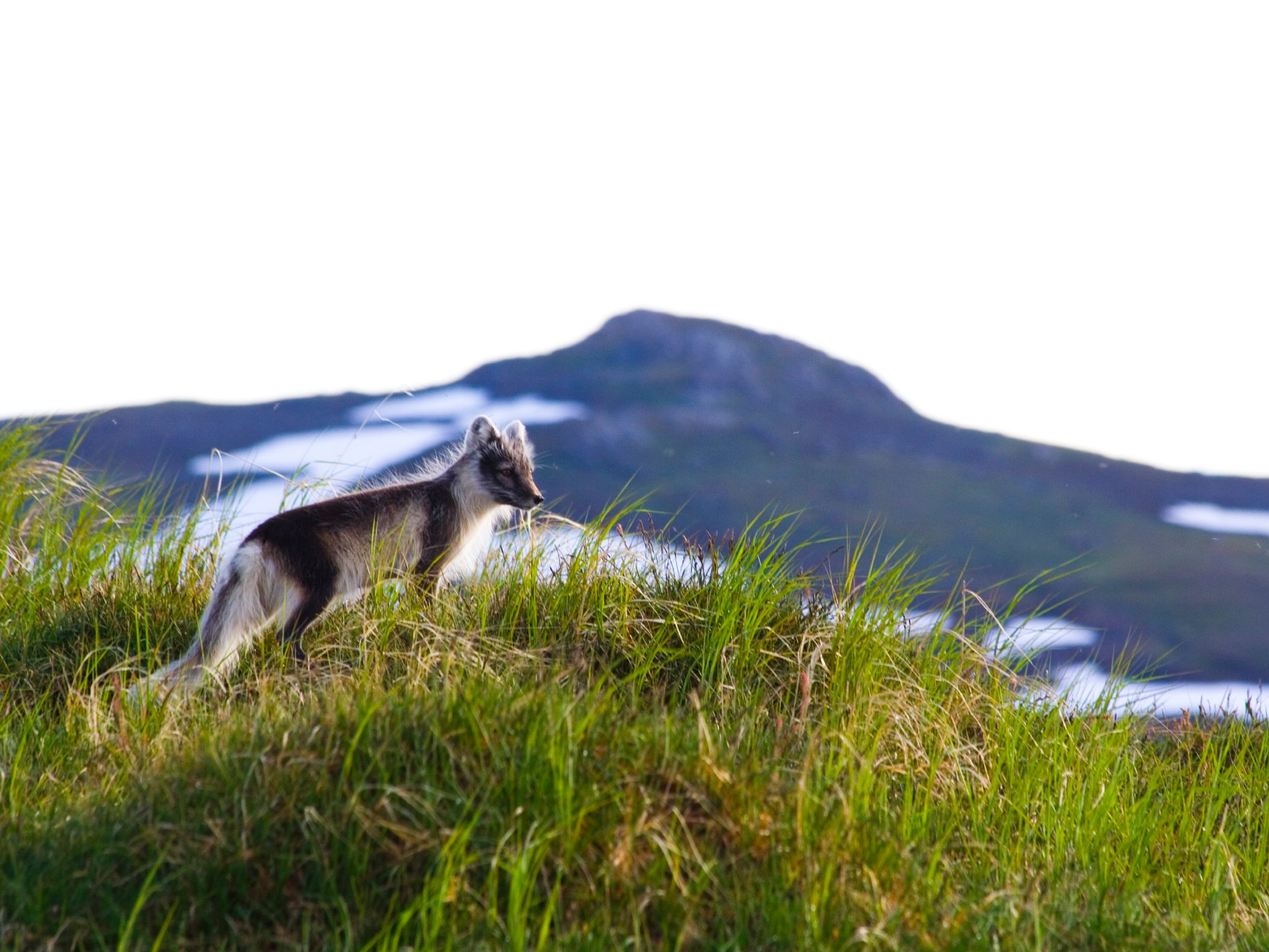En fjällräv står på en gräsbevuxen kulle med ett berg och snöfläckar i bakgrunden.