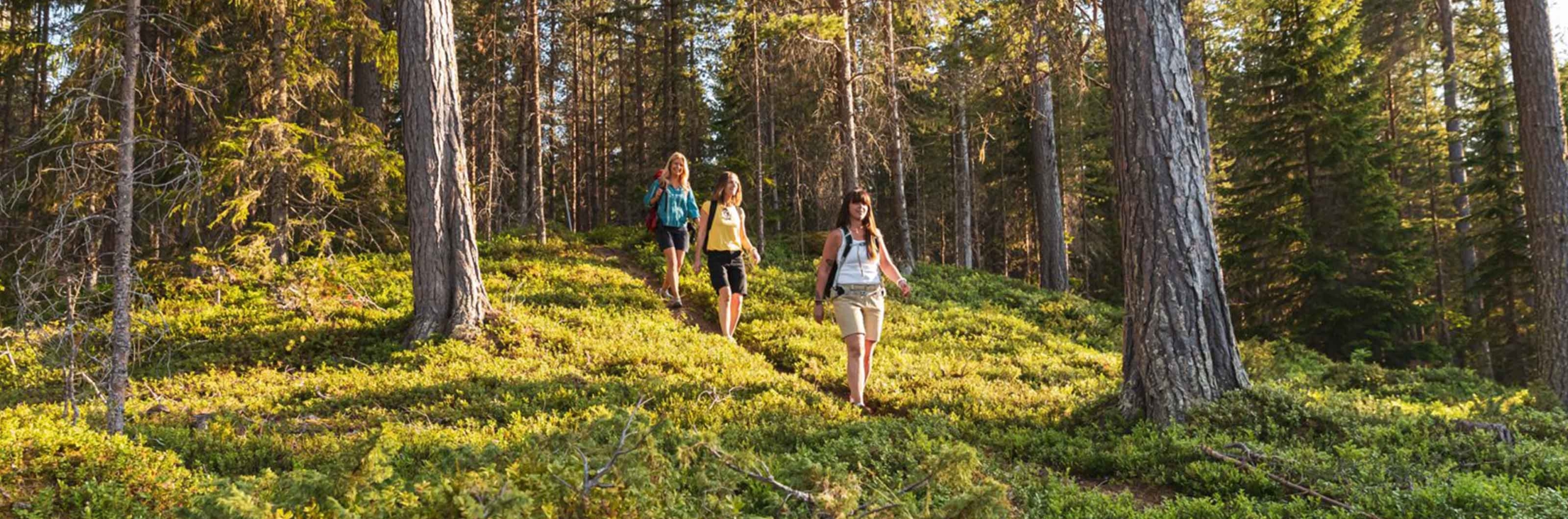 Tre personer vandrar i skogen.