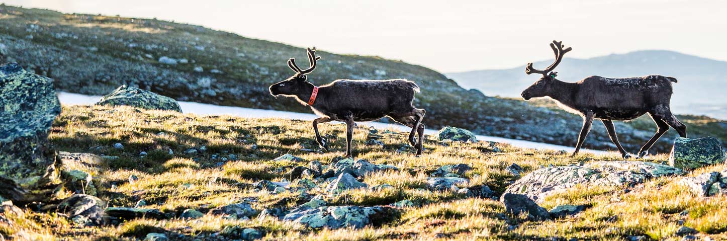 Två renar med berg i bakgrunden.