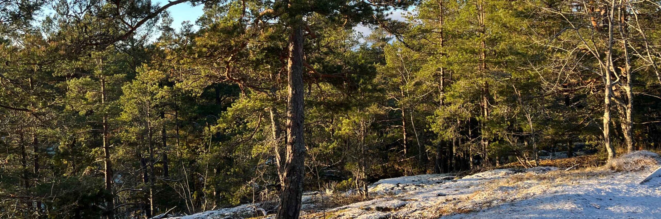 En skog med tunt snötäcke och blå himmel.
