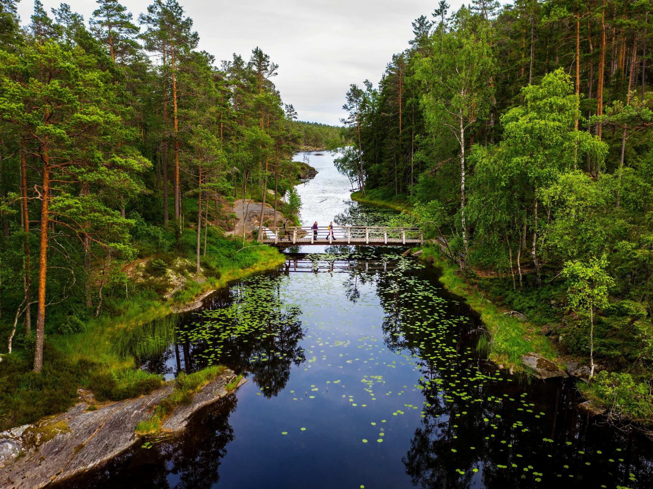 En smal bro över ett stilla vattendrag omgiven av tät grön skog i Tresticklans nationalpark.