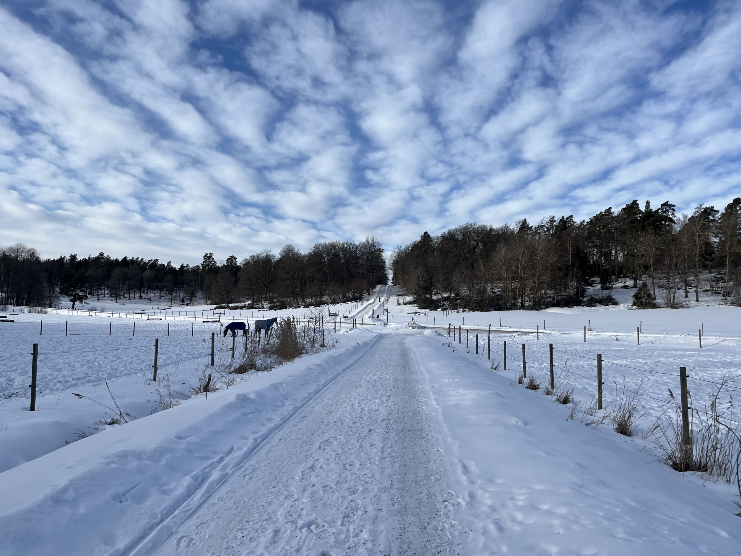 Vinterlandskap över två hagar och grusväg.