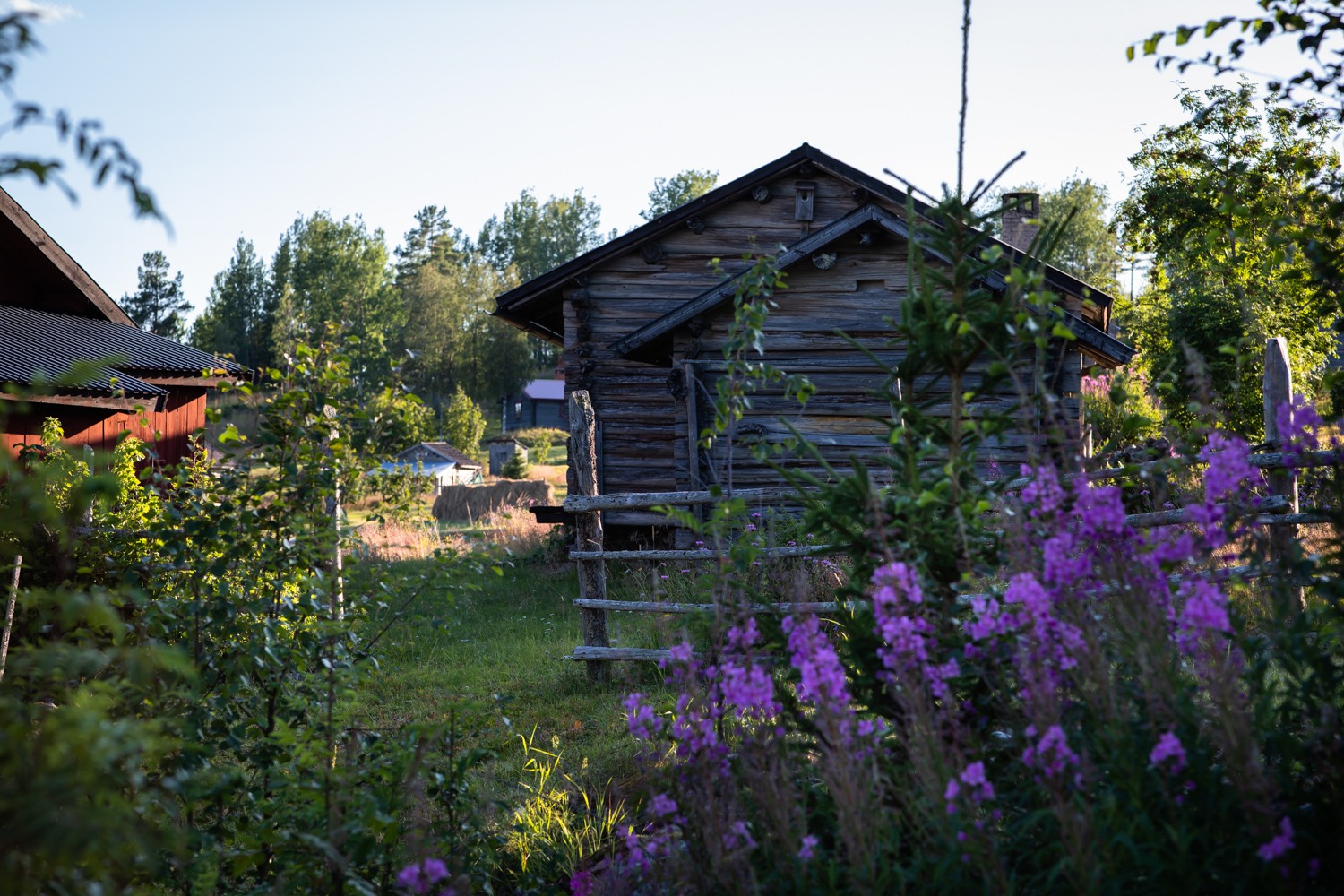 Traditionella trästugor i en lantlig miljö, omgivna av grönska och blommande lila blommor i sommarljus.