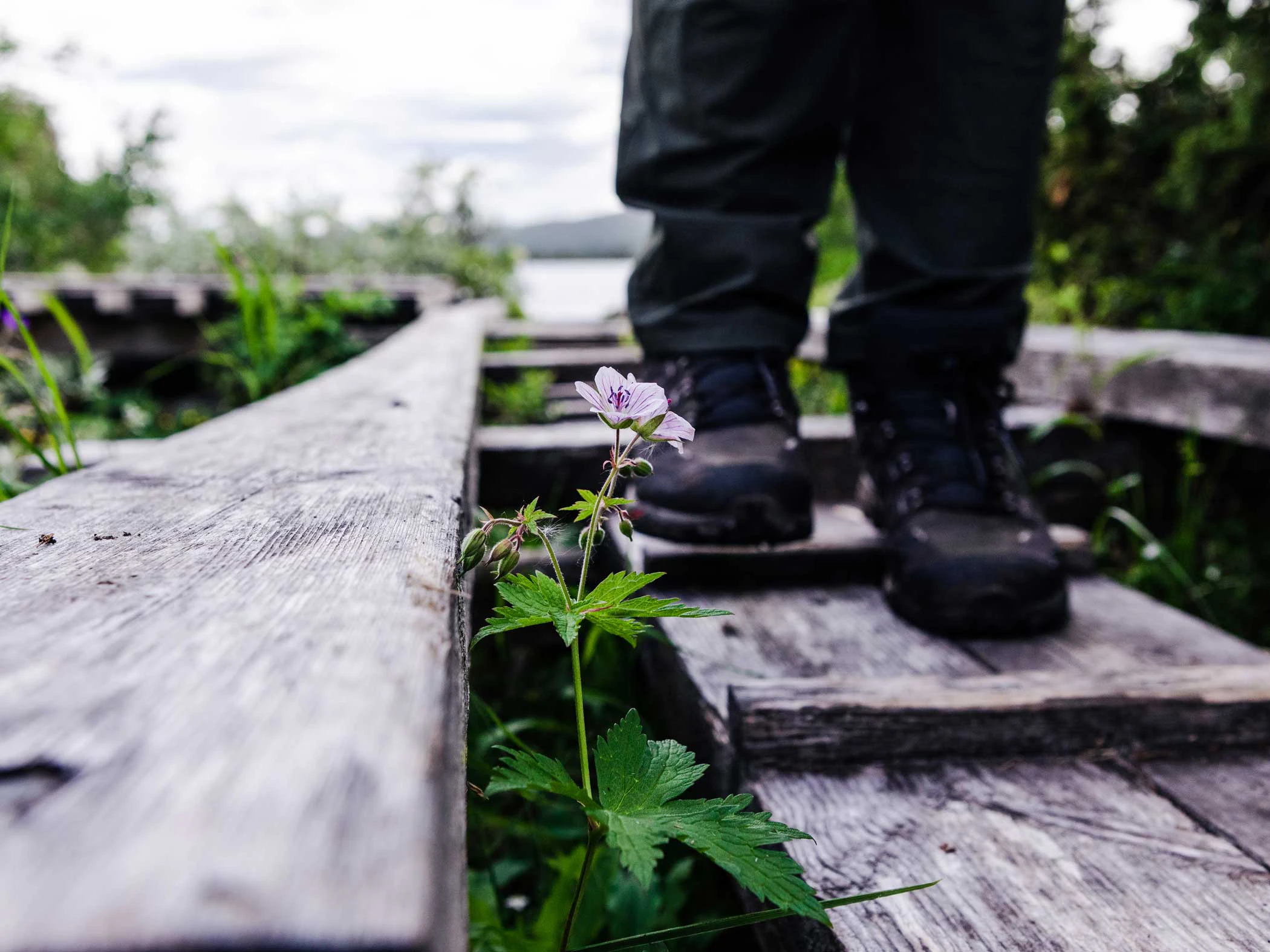 Blomma som växer genom en träspång framför en vandrares kängor.