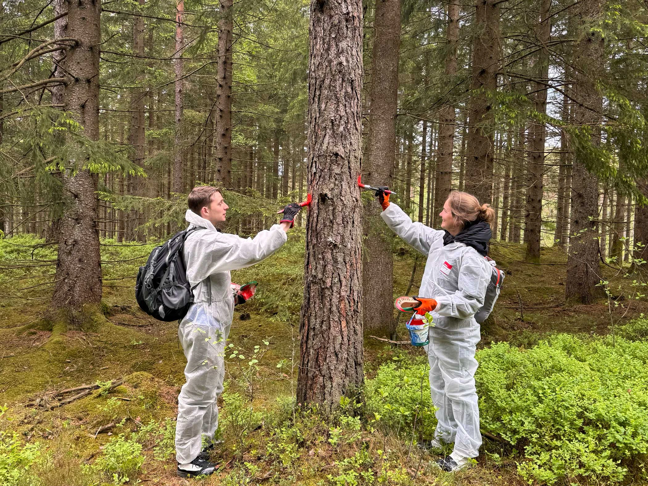 Tjej och kille markerar en vandringsled med röd färg på ett träd i skogen.