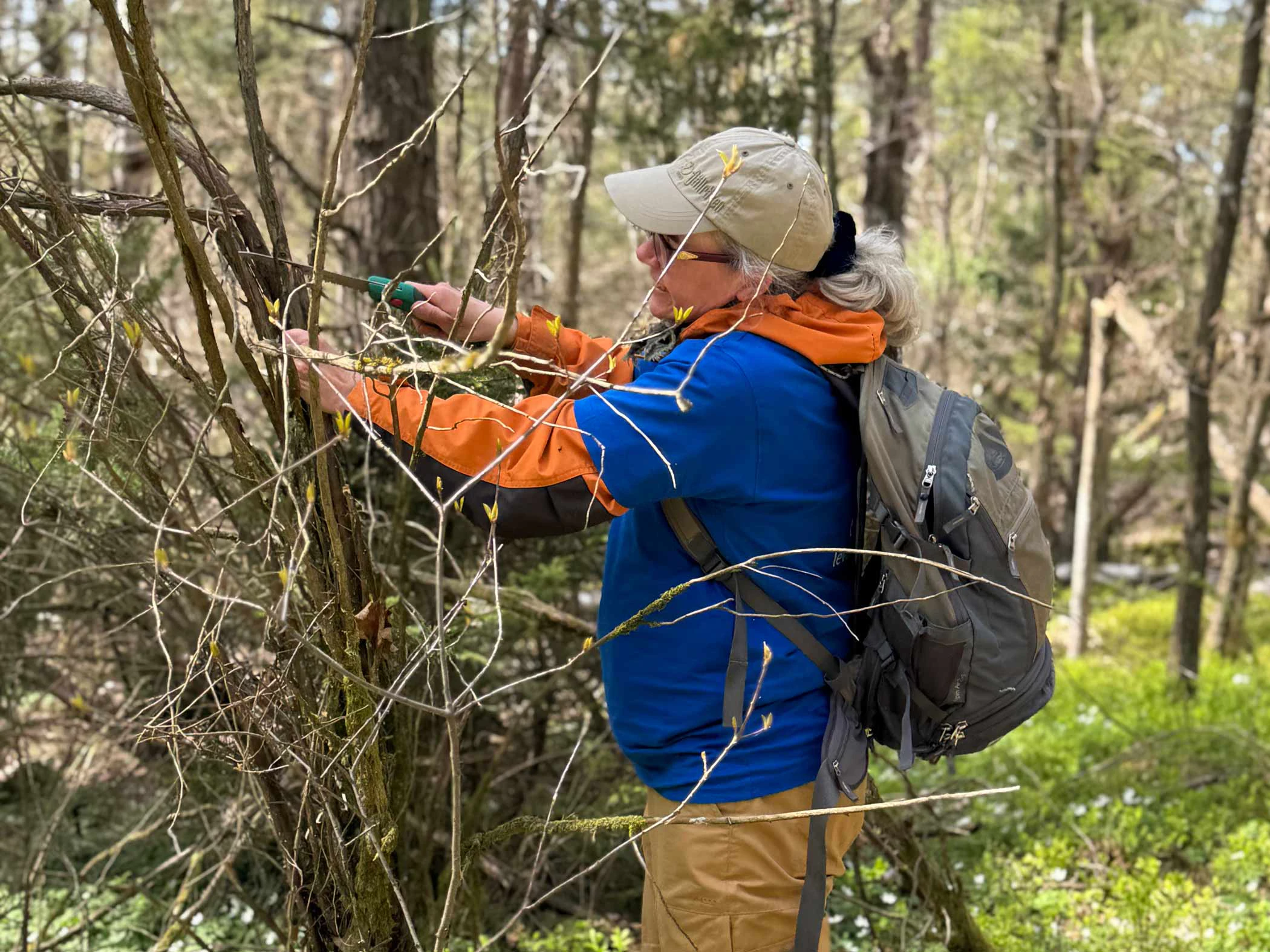 Person med sekatör röjer sly längs en vandringsled i skogen.