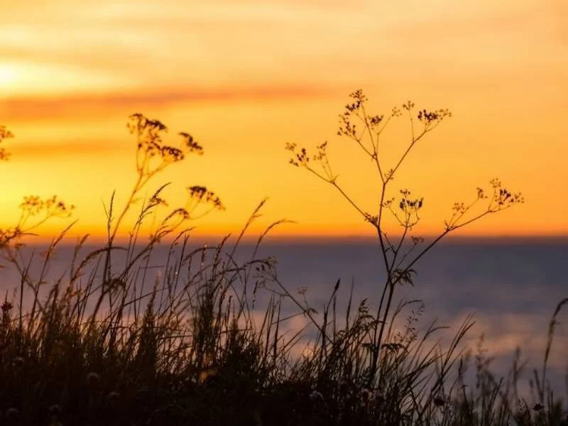Silhuetter av gräs och blomväxter mot en gyllene solnedgång över havet.