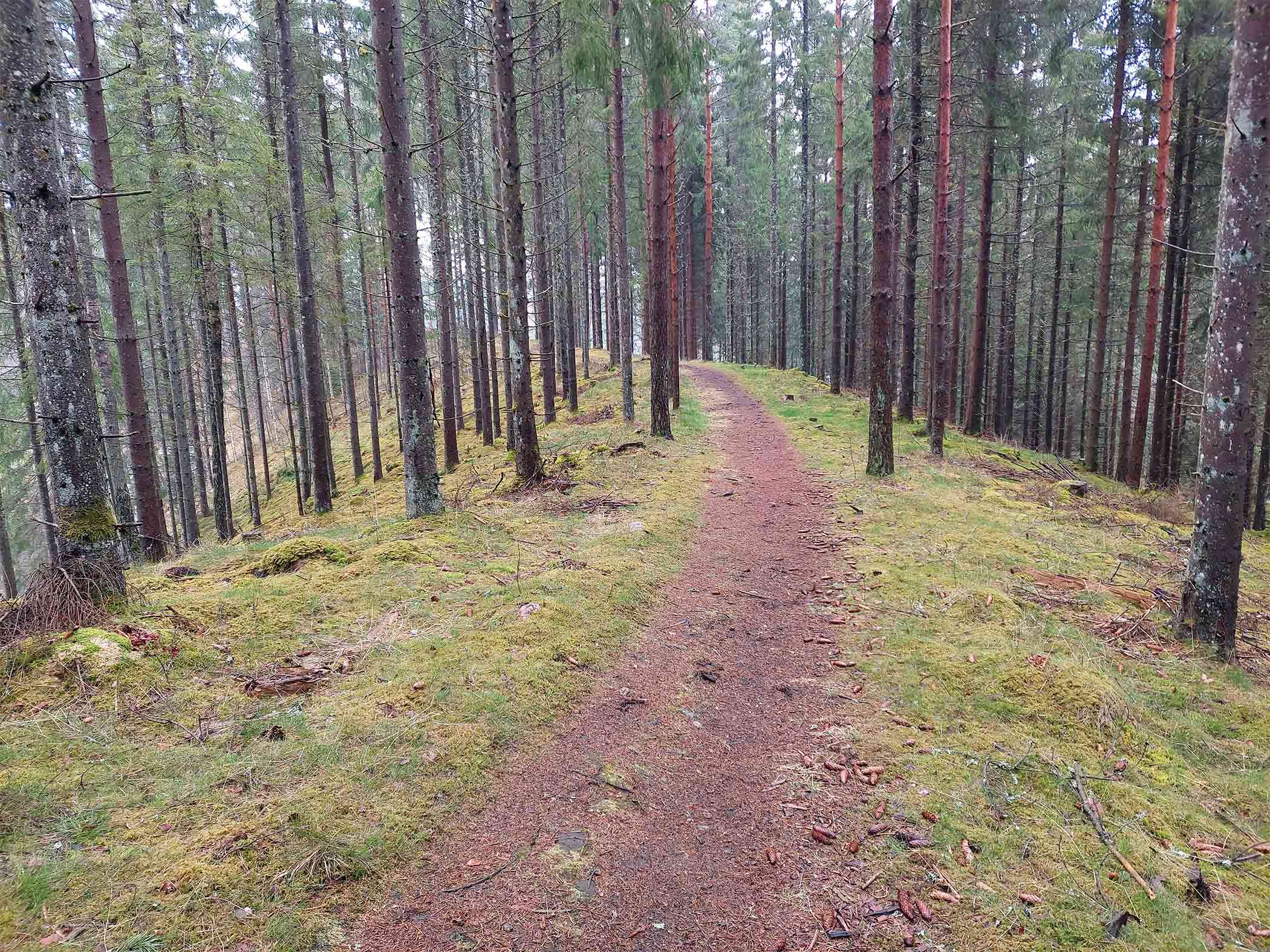 Smal stig i skog med höga träd.